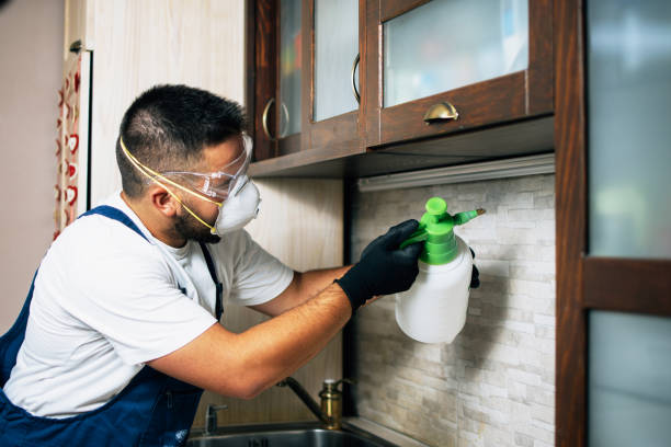 Best Local Pest Control Services  in Laguna Hills, CA