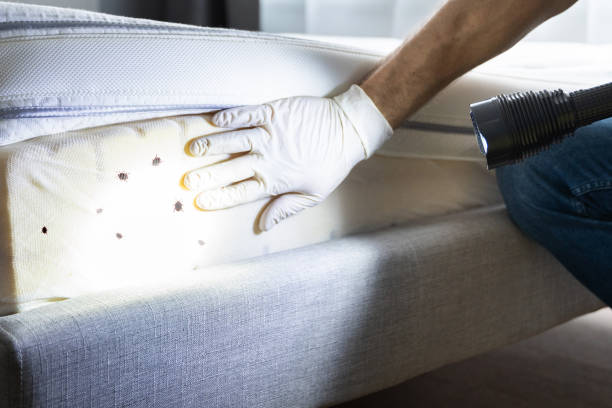 Best Bed Bug Extermination  in Laguna Hills, CA
