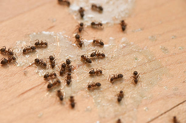 Best Flea Control Services  in Laguna Hills, CA