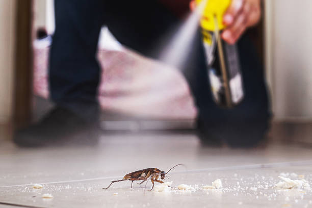 Reliable Laguna Hills, CA Pest Control Solutions