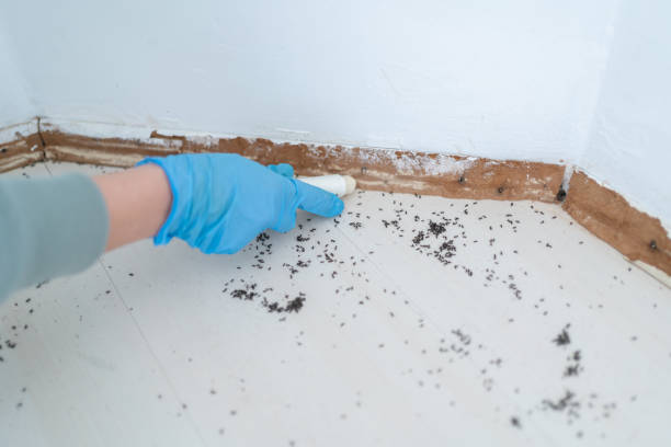 Best Pest Prevention Services  in Laguna Hills, CA